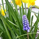 So much pretty happening in #pdx right now.